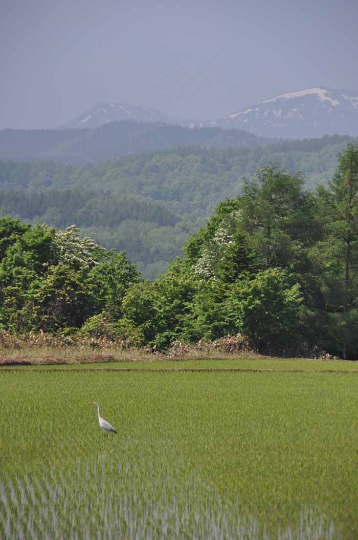 里見峠田んぼに鷺