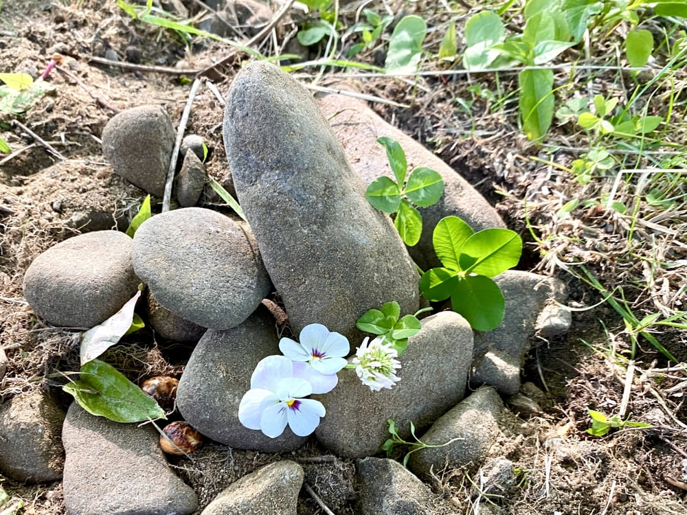 ペットと同じお墓に入ることはできる